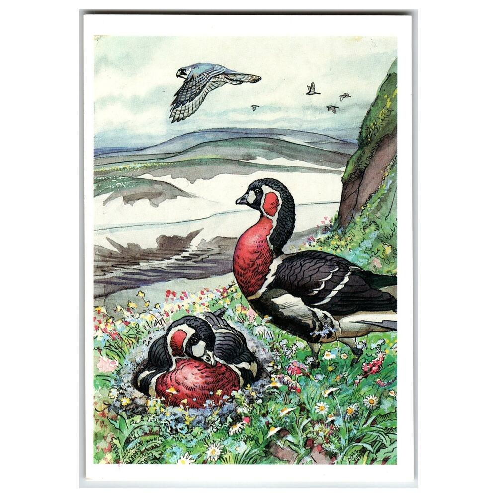 Red-breasted Geese Art Postcard by V.A. Gorbatov, Russian Wildlife 1990